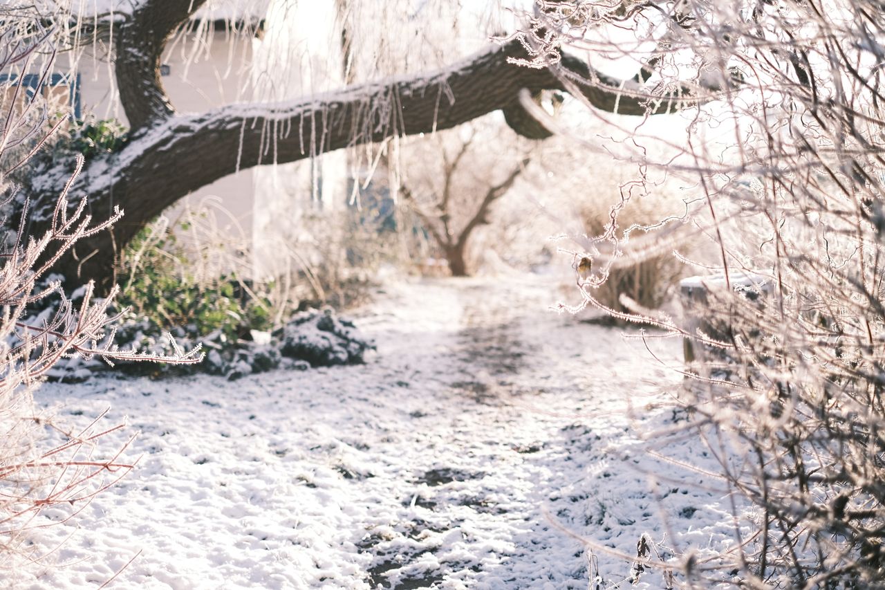 Cover of A Garden in Winter